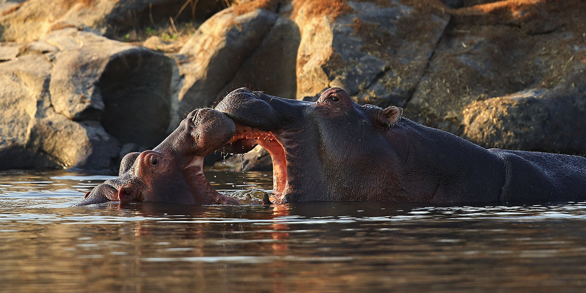 Hippos waterhole