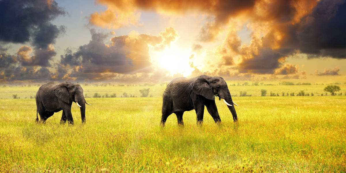 elephants sunset tanzania